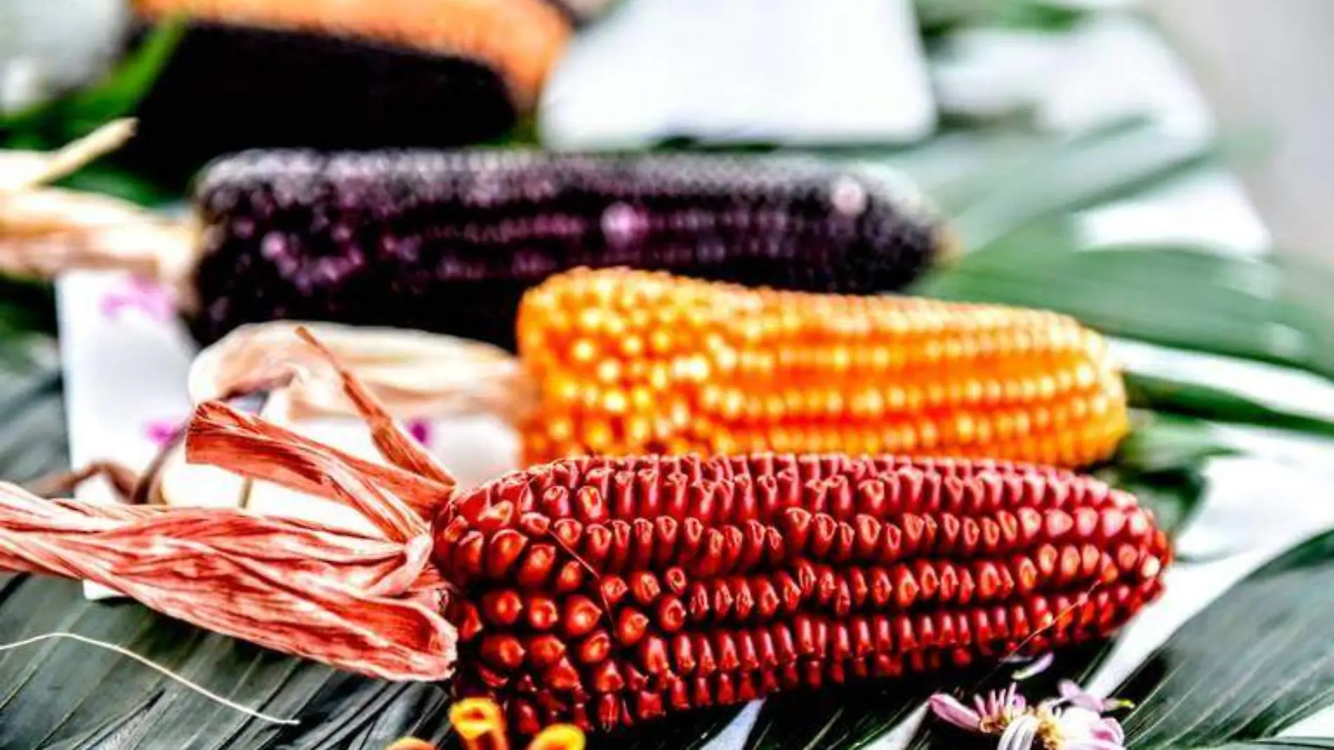 Con la IX Feria de la Milpa en Tlalnelhuayocan se recuerda que somos pueblo de maíz